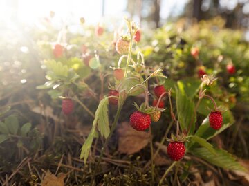 Erdbeeren in der Sonne.