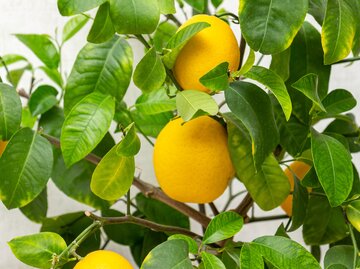 Zwei reife Zitronen hängen zwischen dichten, glänzenden grünen Blättern an einem Zitronenbaum im Haus.