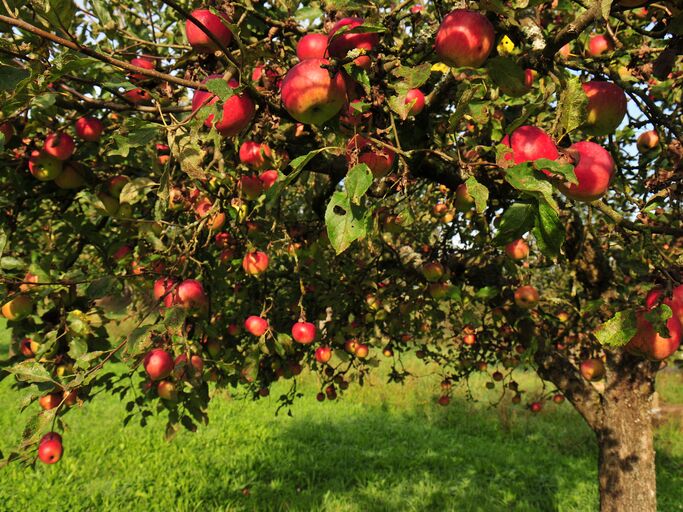 Apfelbaum mit reifen Früchten.