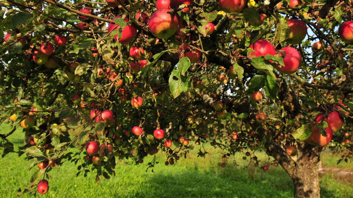 Apfelbaum mit reifen Früchten.