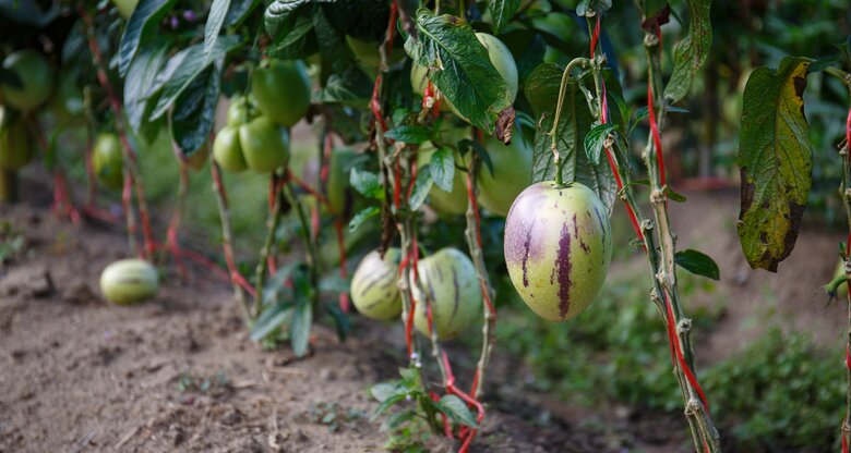 Reife Pepino-Früchte in hellgrün mit violetten Streifen hängen dicht an dicken Stielen, die mit roten Bändern gestützt werden.