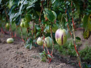 Reife Pepino-Früchte in hellgrün mit violetten Streifen hängen dicht an dicken Stielen, die mit roten Bändern gestützt werden.