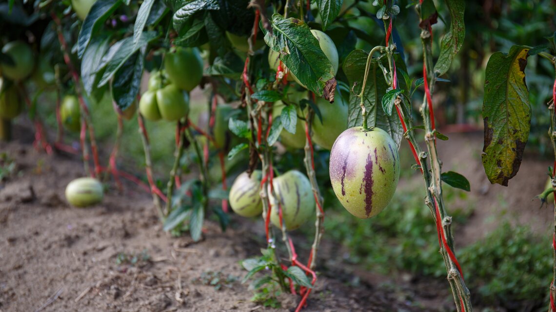 Reife Pepino-Früchte in hellgrün mit violetten Streifen hängen dicht an dicken Stielen, die mit roten Bändern gestützt werden.