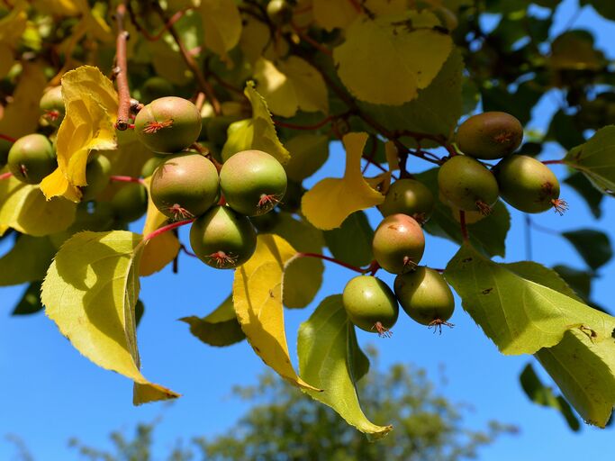 Kleine Kiwibeeren an einem Ast mit gelblichen Blättern vor strahlend blauem Himmel in der Herbstsonne.