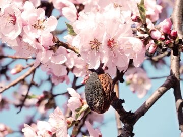 Zarte rosa Blüten eines Mandelbaums im Sonnenschein, mit einer gereiften Mandel in der Schale vor blauem Himmel.