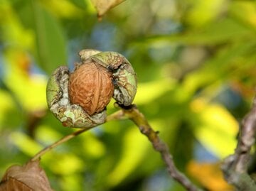 Walnussbaum in Nahaufnahme vor der Ernte