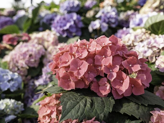 Hortensienblüten in hellem Blau, Weiß und Rosa 