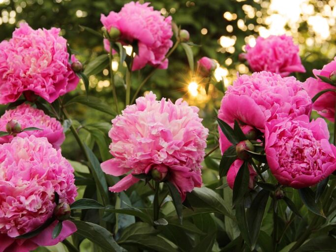 Pinkfarbene Pfingstrosen im Sonnenlicht