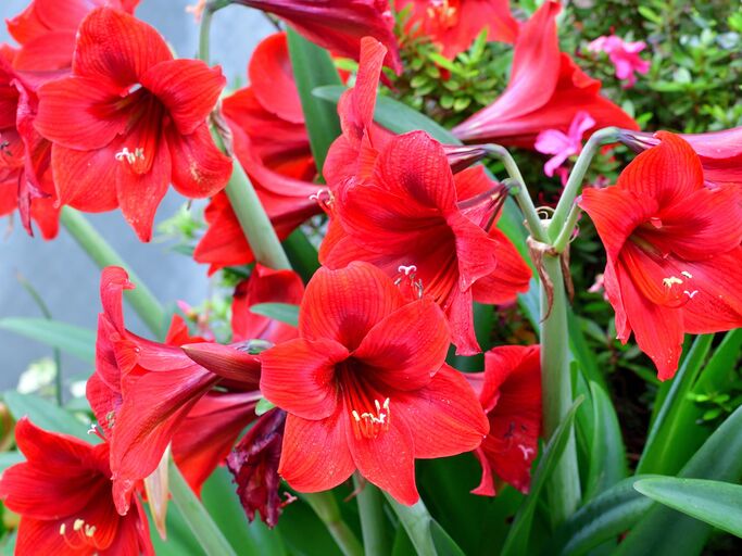 Rote Amaryllisblüten nebeneinander