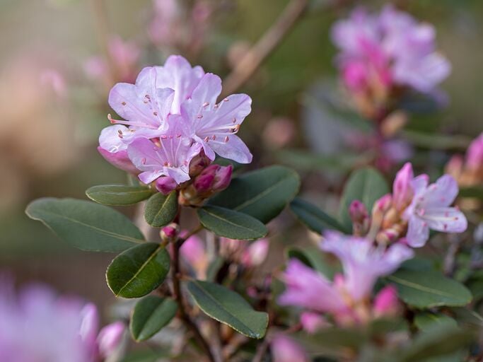 Fliederfarbene Rhododendron mit grünen Blättern