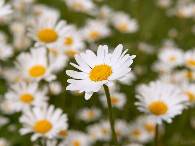 Eine Gänseblümchen-Blüte in einer Wiese voller Gänseblümchen.