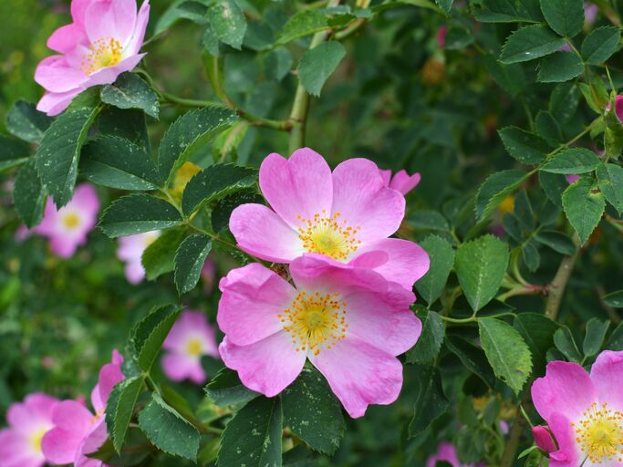 Rosa Rosenblüten mit gelber Mitte an einem großen Rosenstrauch der Hundsrose.