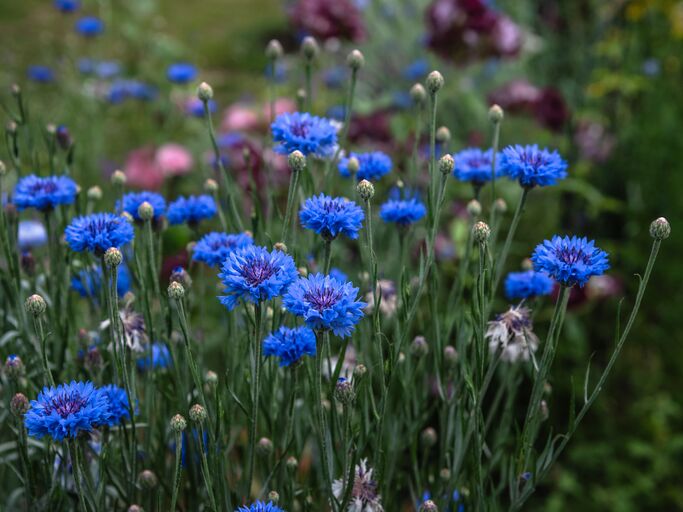 Viele blaue Kornblumen in einem Feld