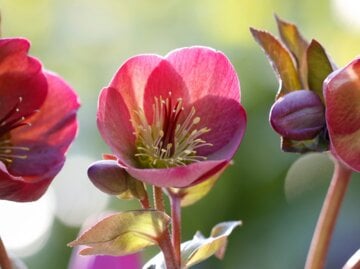 5 offene, rote Christrosenblüten vor einem unscharfen Hintergrund.