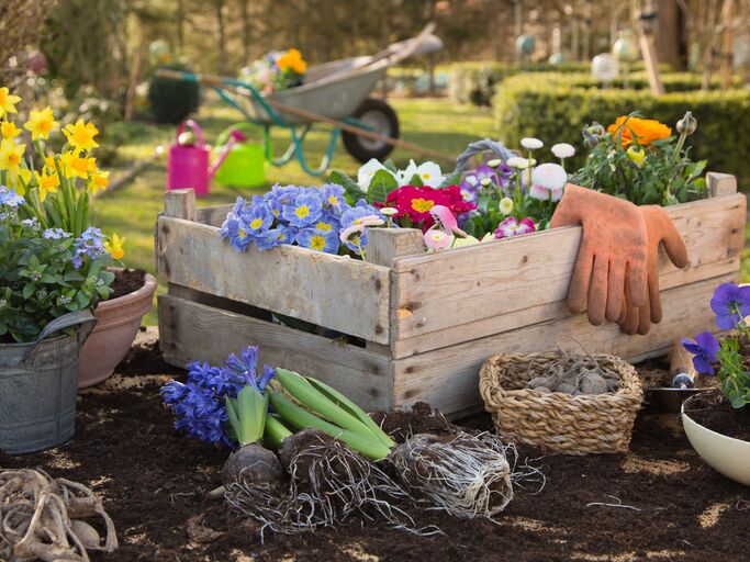 Eine Holzkiste mit vorgezogenen bunten Blumen auf einen Gartentisch mit weiteren Blumen in Töpfen.