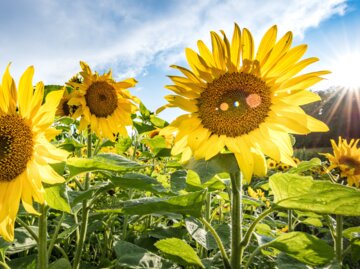 Nahaufnahme blühender Sonnenblumen auf einem Feld bei strahlendem Sonnenschein.