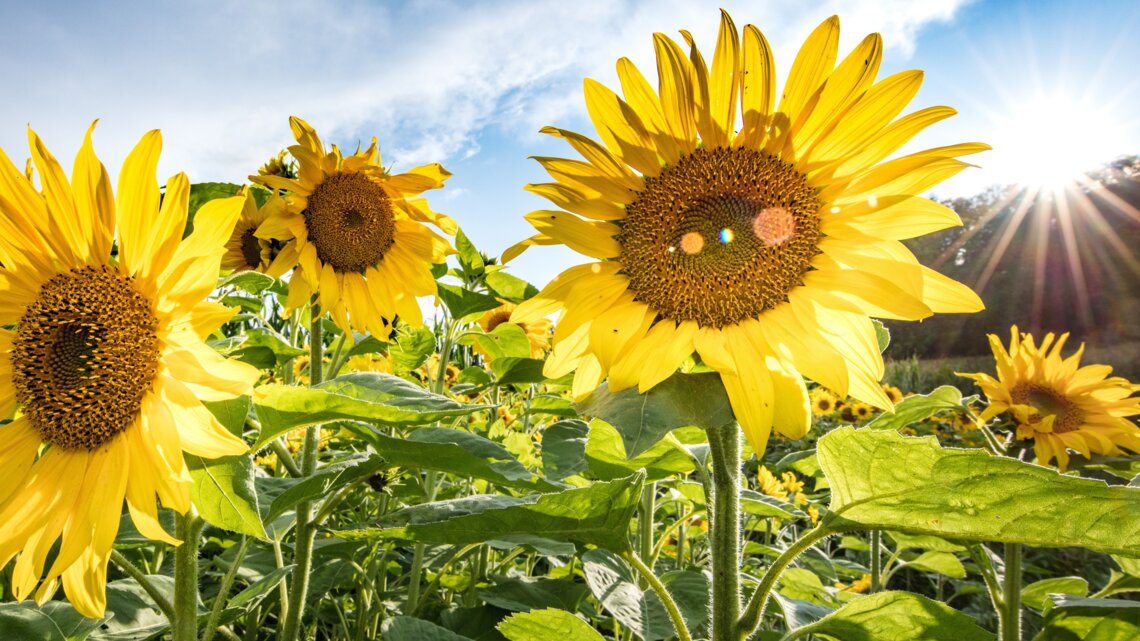 Sonnenblumen hot