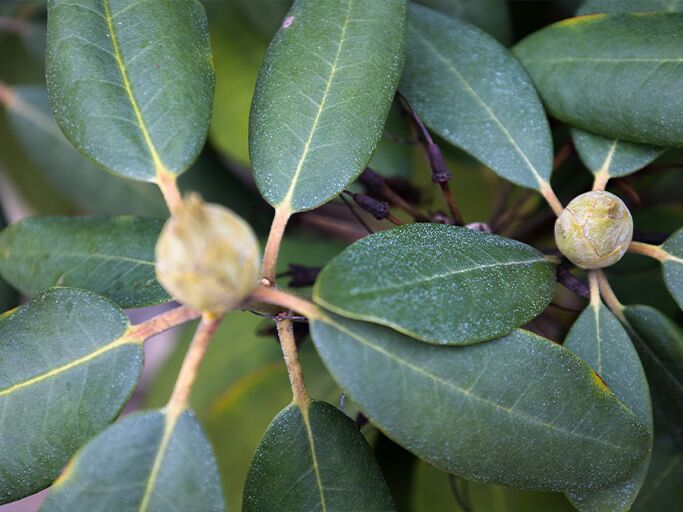 Rhododendron-Blätter