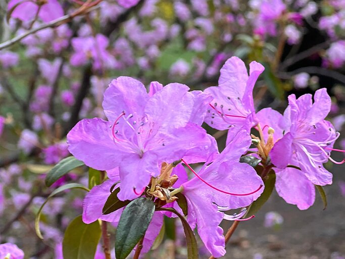 Rhododendron-Sorte Kiri-no-hikari | © Getty Images/Wirestock