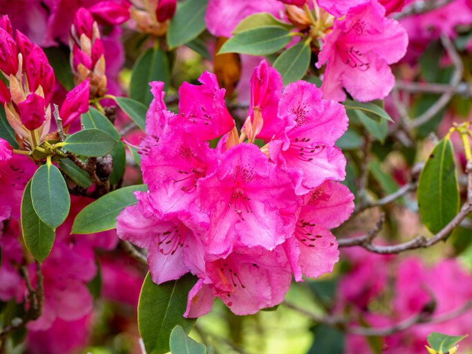 Rhododendron-Sorte Abendglut | © Getty Images/Jacky Parker Photography