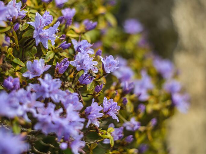 Rhododendron-Sorte Gletschernacht | © Getty Images/DeepGreen