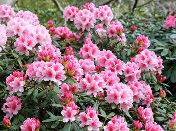 Rhododendron in Blüte