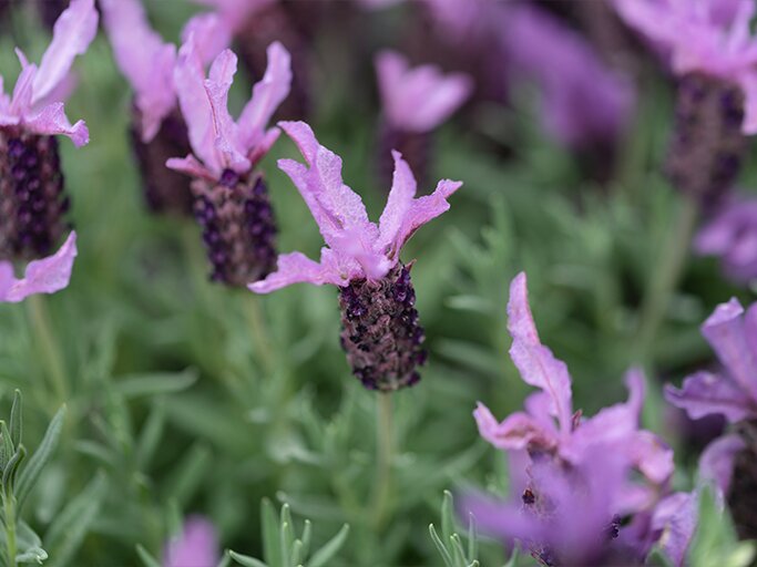 Schopf-Lavendel  | © Getty Images/Paolo Carnassale