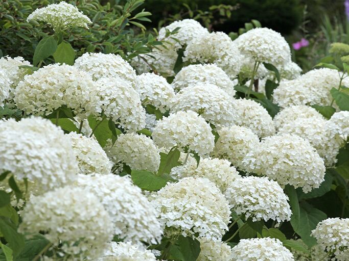 Hortensie Annabelle in voller Blüte | © Getty Images/Alex Manders