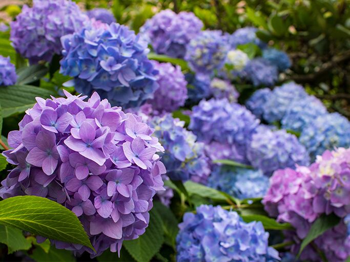 Hortensie Endless Summer | © Getty Images/David Klabisch / 500px