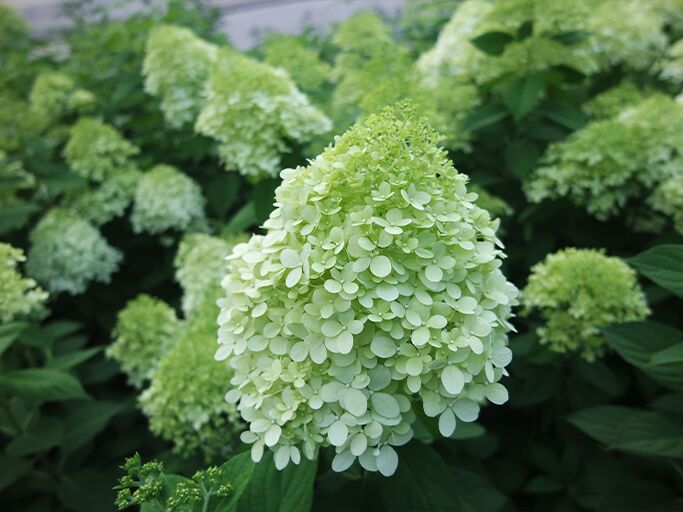 Blüte von Hortensie Limelight | © Getty Images/Tessa57