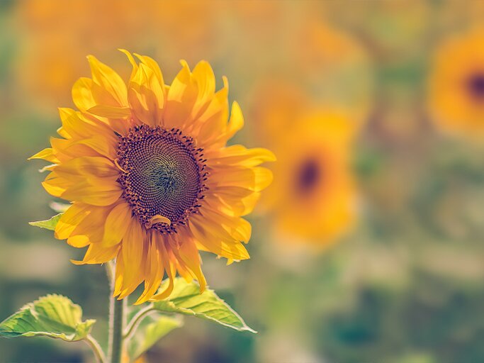 Sonneblume | © Getty Images/oxygen
