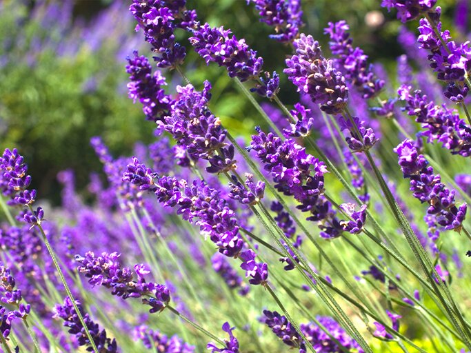 Lavendel | © Getty Images/Shelly Chapman