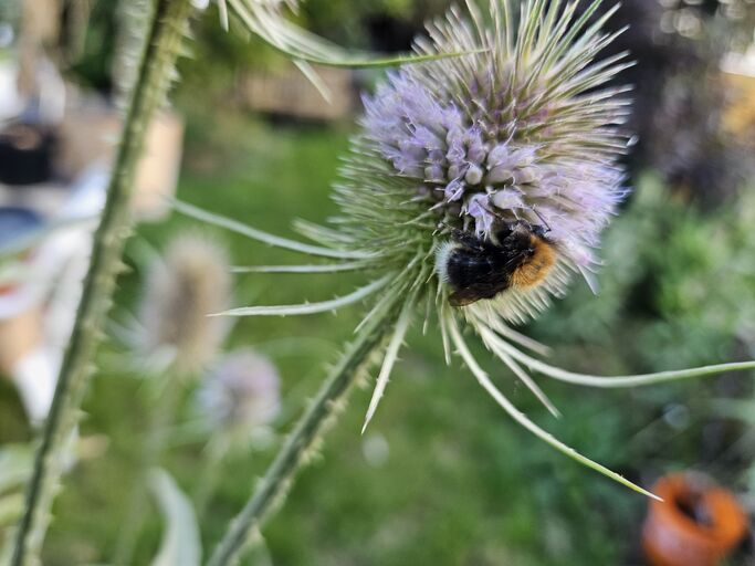 Hummel auf Lavendel.