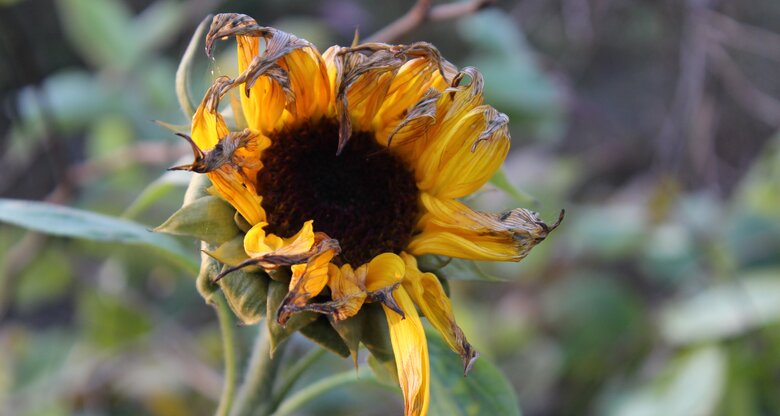 Eine vertrocknete Sonnenblume mit hängenden Blütenblättern vor verschwommenem, herbstlichen Gartenhintergrund.