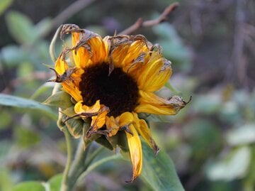 Eine vertrocknete Sonnenblume mit hängenden Blütenblättern vor verschwommenem, herbstlichen Gartenhintergrund.