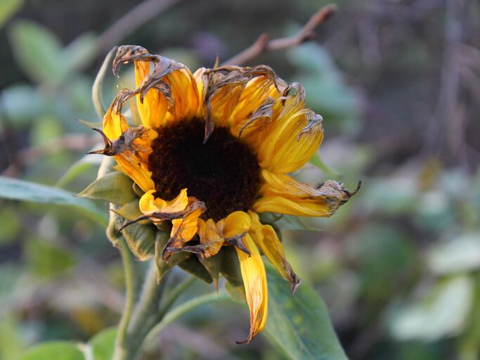 Eine vertrocknete Sonnenblume mit hängenden Blütenblättern vor verschwommenem, herbstlichen Gartenhintergrund.