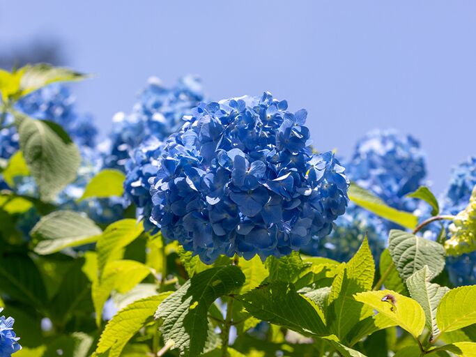 Blaue Hortensien im Garten