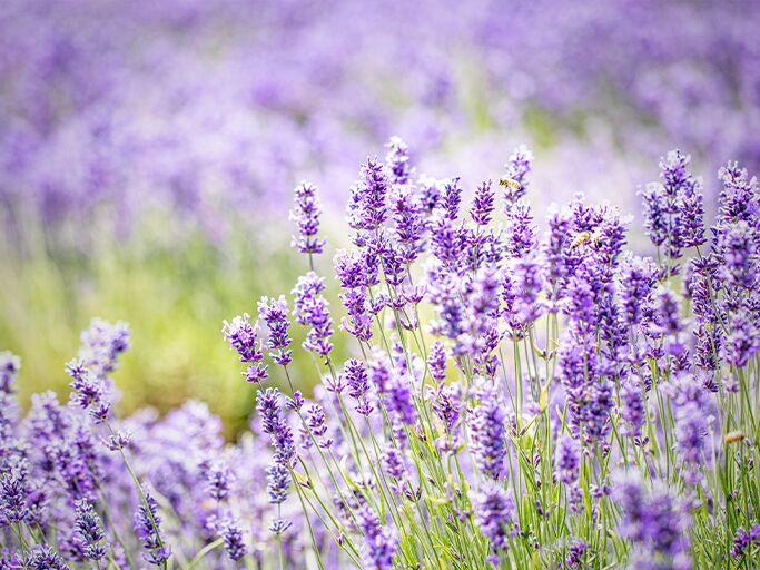 Lavendel blüht