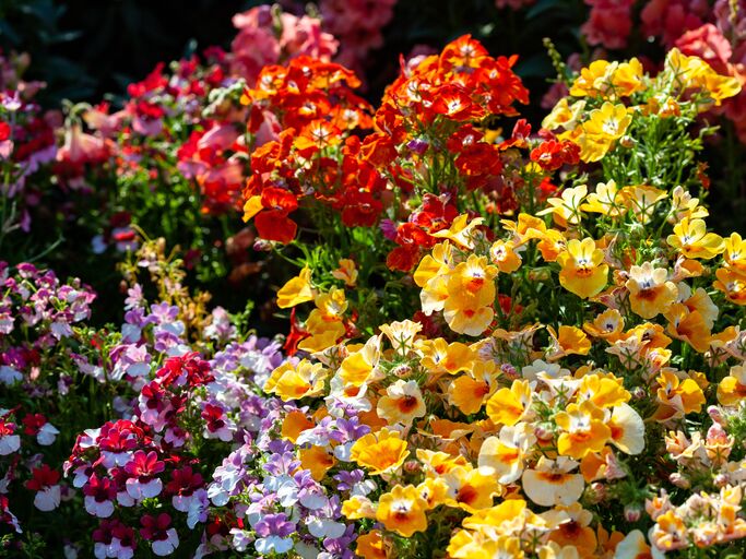 Blühender Elfenspiegel in bunten Farben.