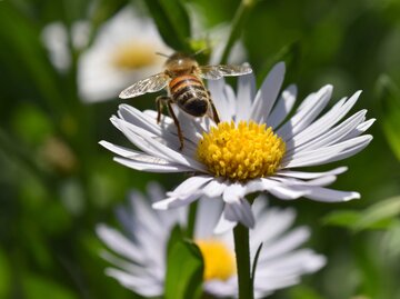 Biene auf einem Gänseblümchen.