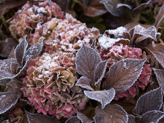 Hortensien im Winter von Schnee und Eis bedeckt.