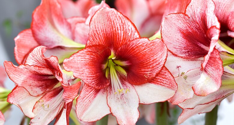 Amaryllis ist Rot mit weißen Details.