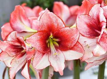 Amaryllis ist Rot mit weißen Details.