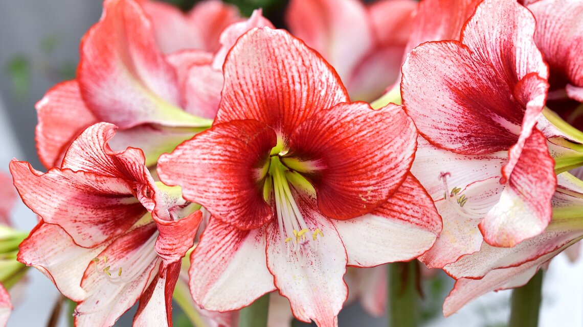 Amaryllis ist Rot mit weißen Details.