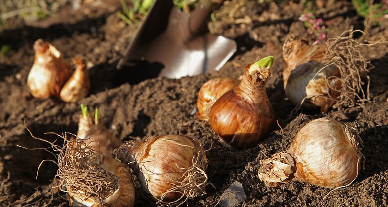 Narzissen-Blumenzwiebeln in sonnigem Beet