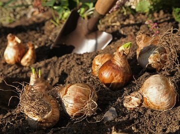 Narzissen-Blumenzwiebeln in sonnigem Beet