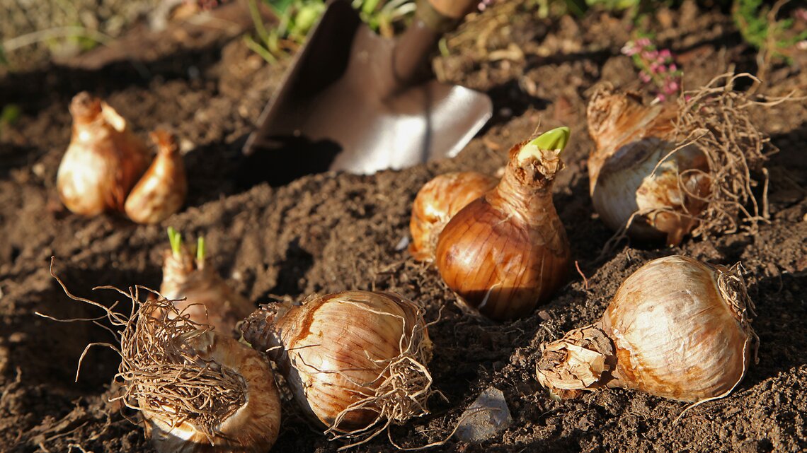 Narzissen-Blumenzwiebeln in sonnigem Beet