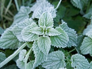 Mit Raureif überzogene Brennnesselblätter leuchten in kräftigem Grün vor einem frostigen, dunkelgrünen Hintergrund.