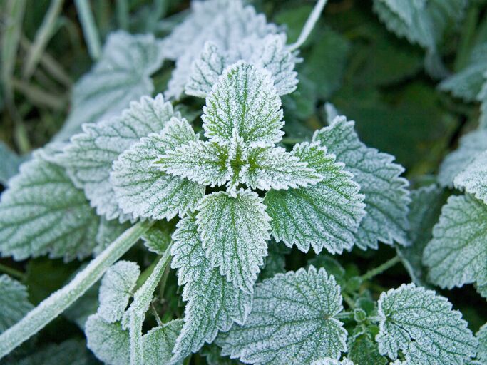 Mit Raureif überzogene Brennnesselblätter leuchten in kräftigem Grün vor einem frostigen, dunkelgrünen Hintergrund.