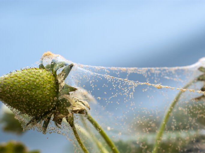 Ein Netz von Spinnmilben an einer jungen Erdbeerpflanze voller Spinnmilben.